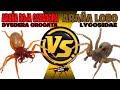 ARAÑA ROJA CAZADORA VS ARAÑO LOBO - COMENTADO