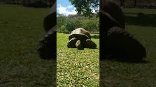 Breshka gjigande qe jeton 200 vjet