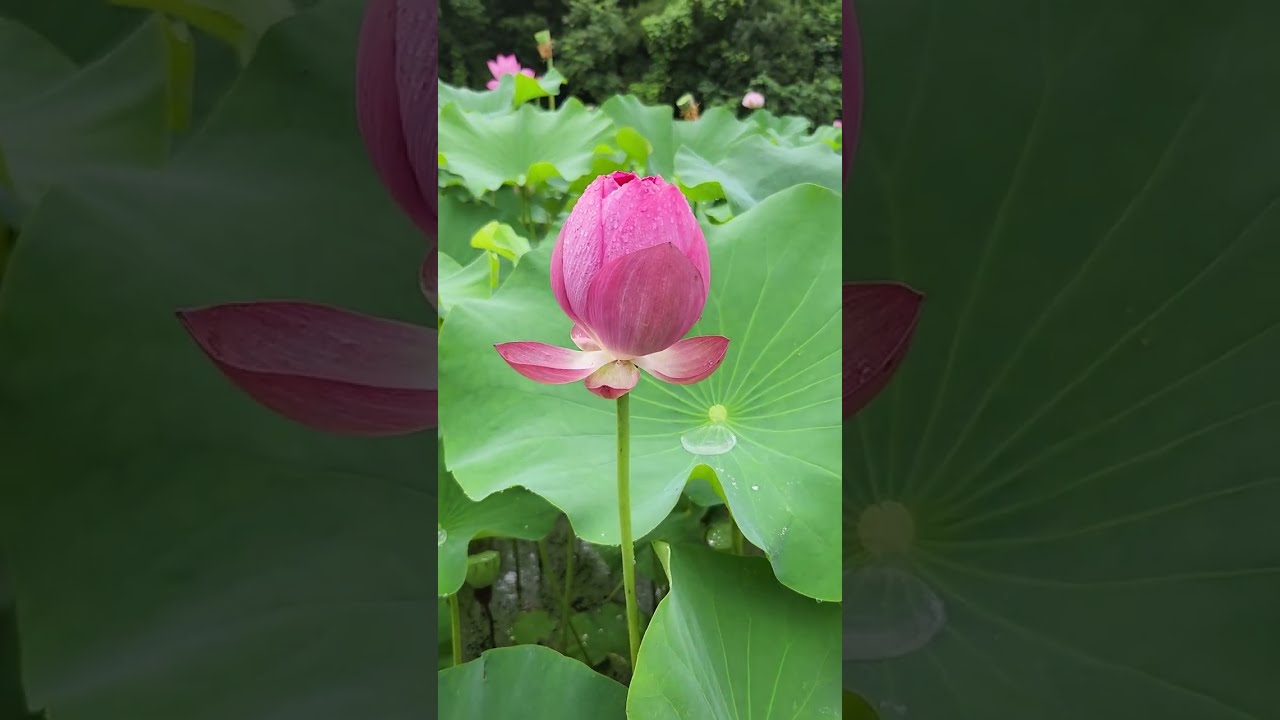 연꽃처럼 맑고 향기롭게(Clear and fragrnat like a lotus flower)♡ YouTube