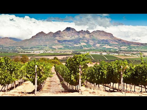 Video: Perkebunan Anggur Stellenbosch Terbaik untuk Dikunjungi