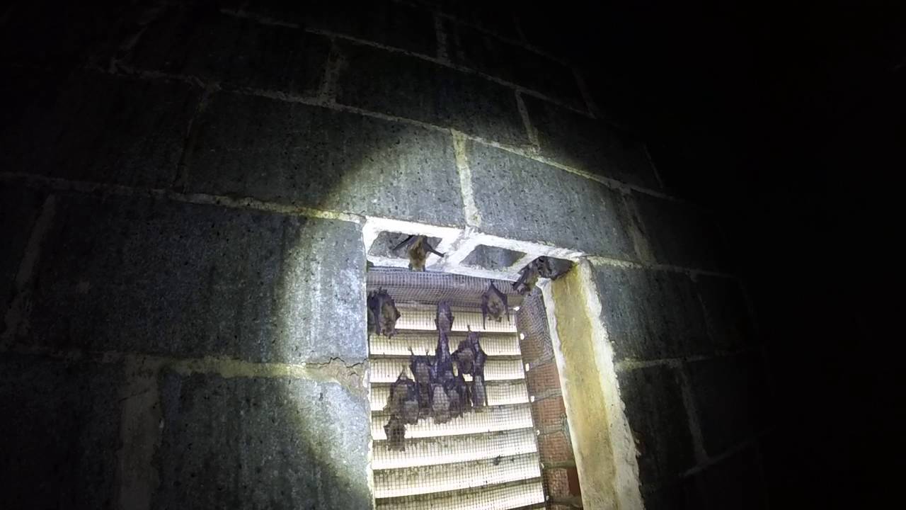 Inspection video of bats in church belfry in Hampton Tennessee YouTube