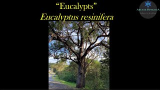Eucalyptus ID - Eucalyptus resinifera (Red Mahogany)