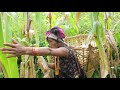 Collecting maize by using primitive technology || Village life