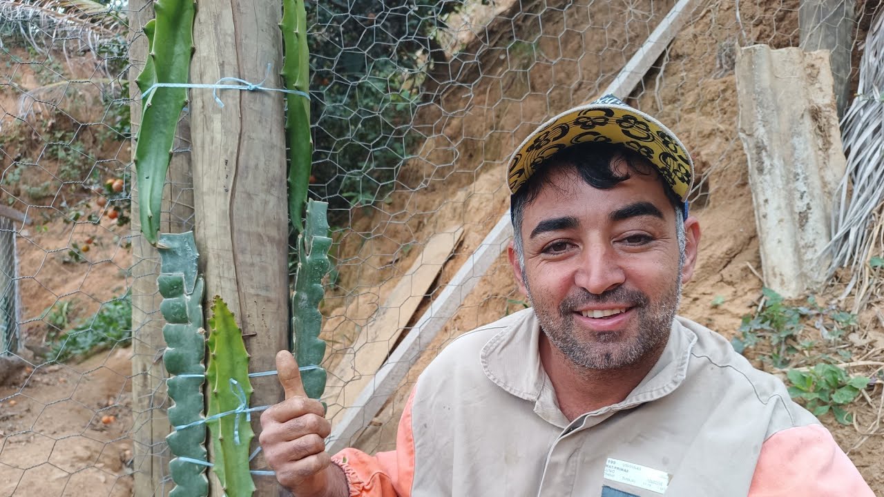 O melhor enxerto para as pitayas megalanthus .