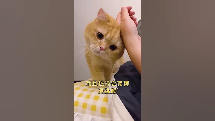 【魚蛋的日常】貓咪絕育對顔值的影響...... - 天天要聞