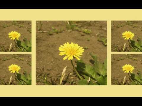민들레 (single ver.) - 우효