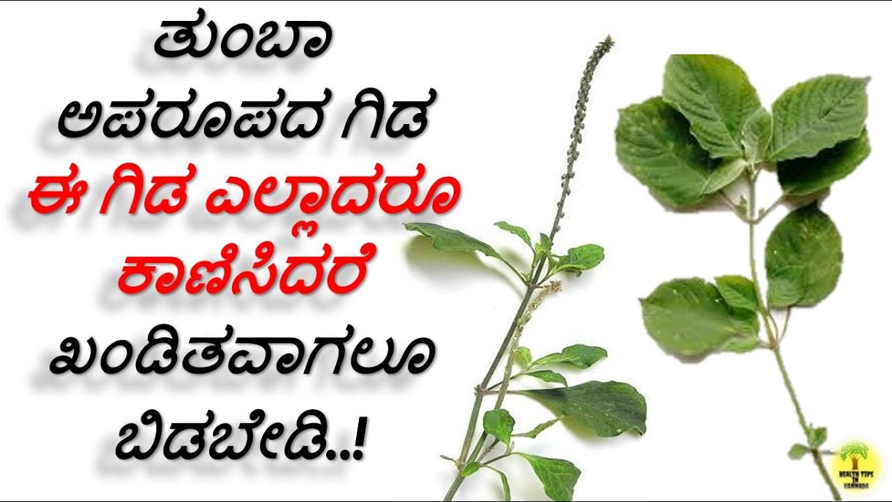 ಉತ್ತರಾಣಿ ಗಿಡದ ಉಪಯೋಗಗಳು Benefits of Uttarani plant achyranthes