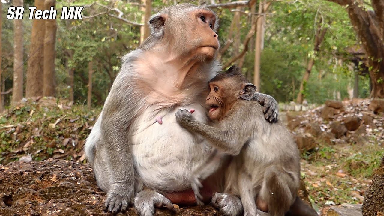 Incredible...! Saxon monkey still c-ries plead request milk with mother Scarlet, She permission him