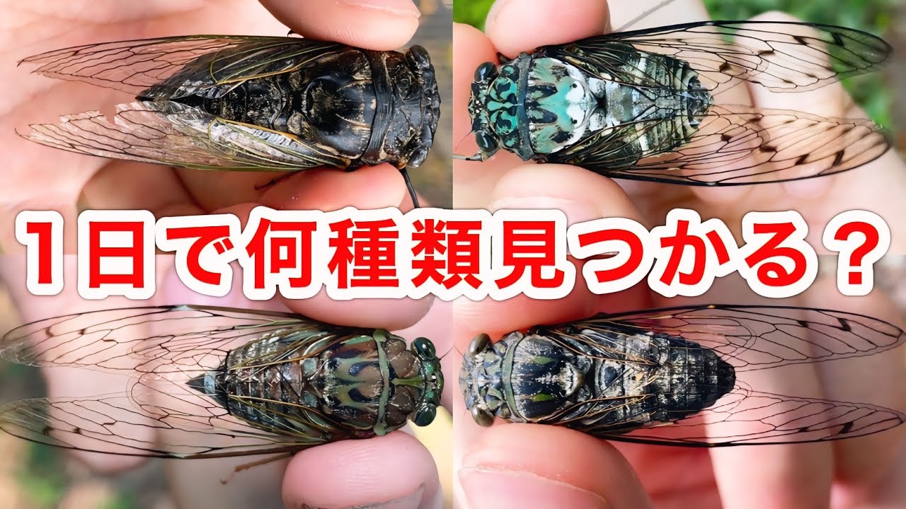 How many types of cicadas can you encounter if you go cicada