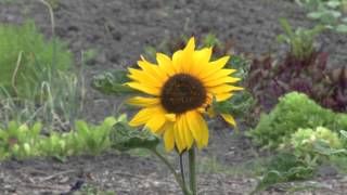 Groene Lintje Voor Ivn - Rtva