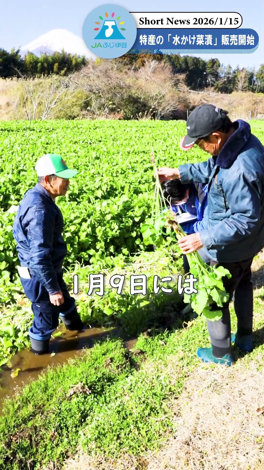 出荷】「水かけ菜漬」販売開始！御殿場市と小山町の特産 - YouTube