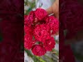 로즈팜신상크림슨실루에타 크림슨실루에타 독일장미 Crimson Siluetta 로즈팜 Rosesugar
