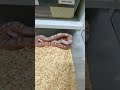 SCALES VS SKIN : Blood Piedside Corn Snake