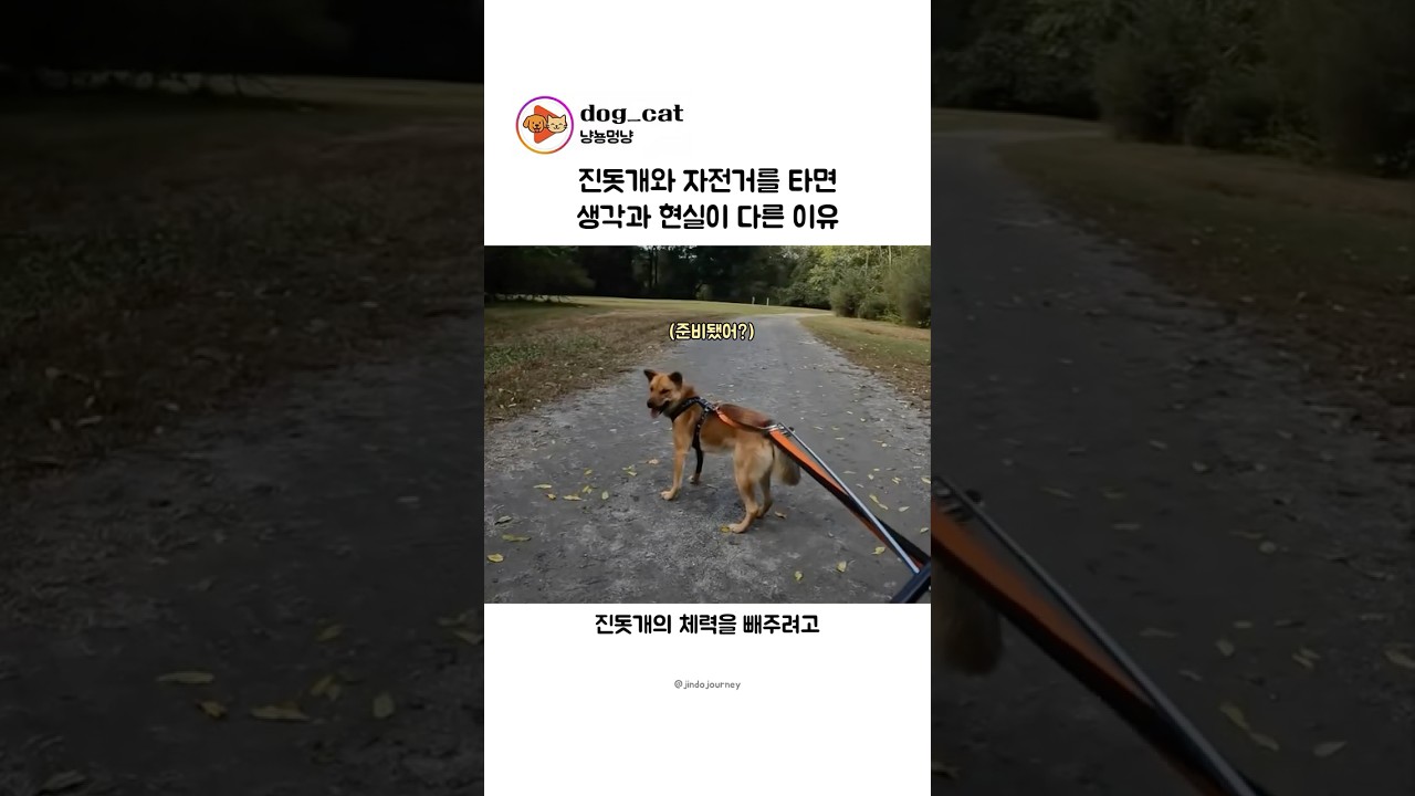 진돗개와 자전거를 타면 생기는 일