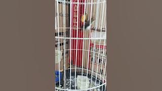 pancingan burung Yuhina jantan macet...