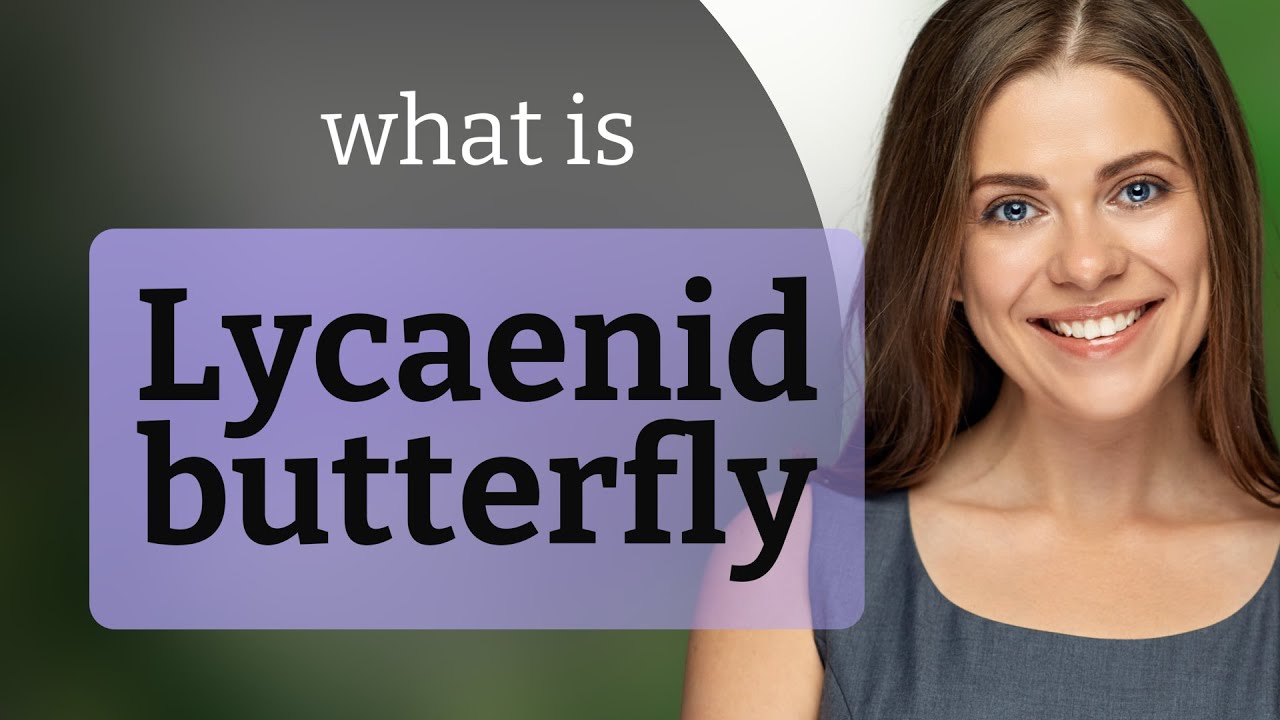Lycaenid butterfly • LYCAENID BUTTERFLY definition