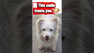 This Smile Trusts You Completely. Are You Ready? 🐶💸