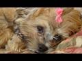 Remembering Our Little Girl Coco: The Happy Life of a Spoiled Dog