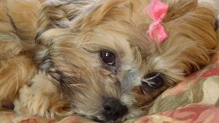 Remembering Our Little Girl Coco: The Happy Life of a Spoiled Dog