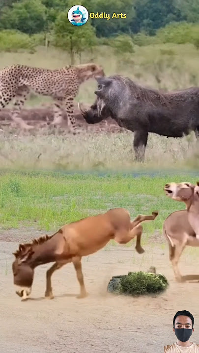 WOW!! PERTARUNGAN SENGIT KELEDAI DAN BABI #animals #shorts
