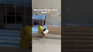 Clever Piggies #fyp #shorts #youtubeshorts #cute #pets #guineapig #smart