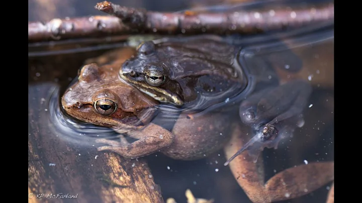 The Incredible Jumping Prowess of the Wood Frog