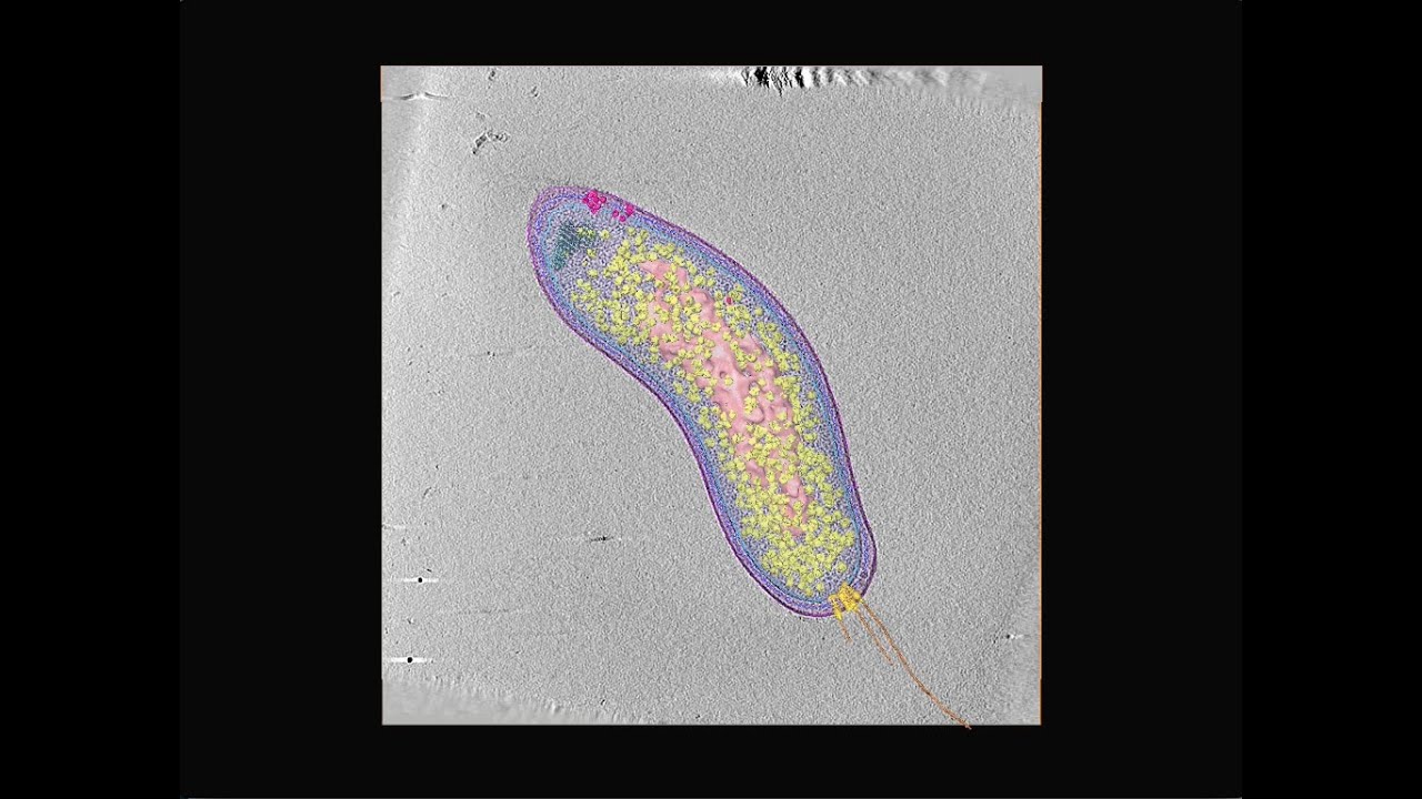 Electron Cryotomography Of An Intact Bdellovibrio Bacteriovorus Cell 