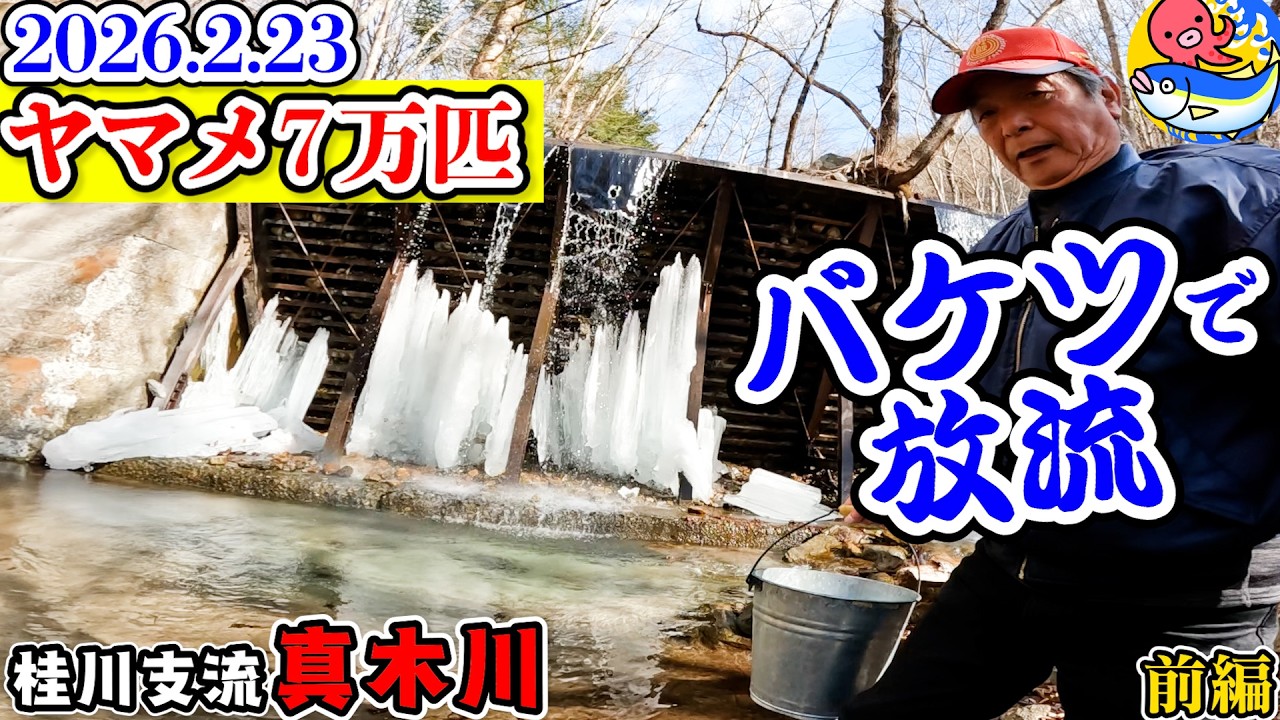 桂川支流”真木川”【ヤマメの放流場所が全て分かる前編】2026.2.23【桂川漁協・大月支部】