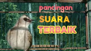 PANCINGAN NGRIWIK NEMBAK pancingan suara terbaik untuk trucukan malas bunyi jadi gacor