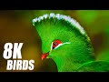 Selected Birds Collection 8K TV HDR 60FPS ULTRA HD