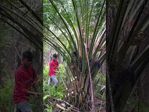 Amazing Skill Oil