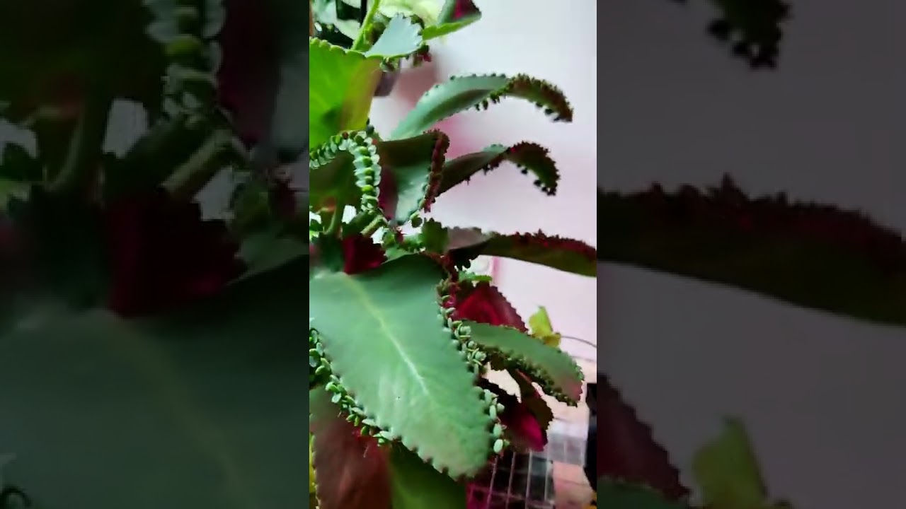 Mother of Thousand Plant Grow this Big? - YouTube