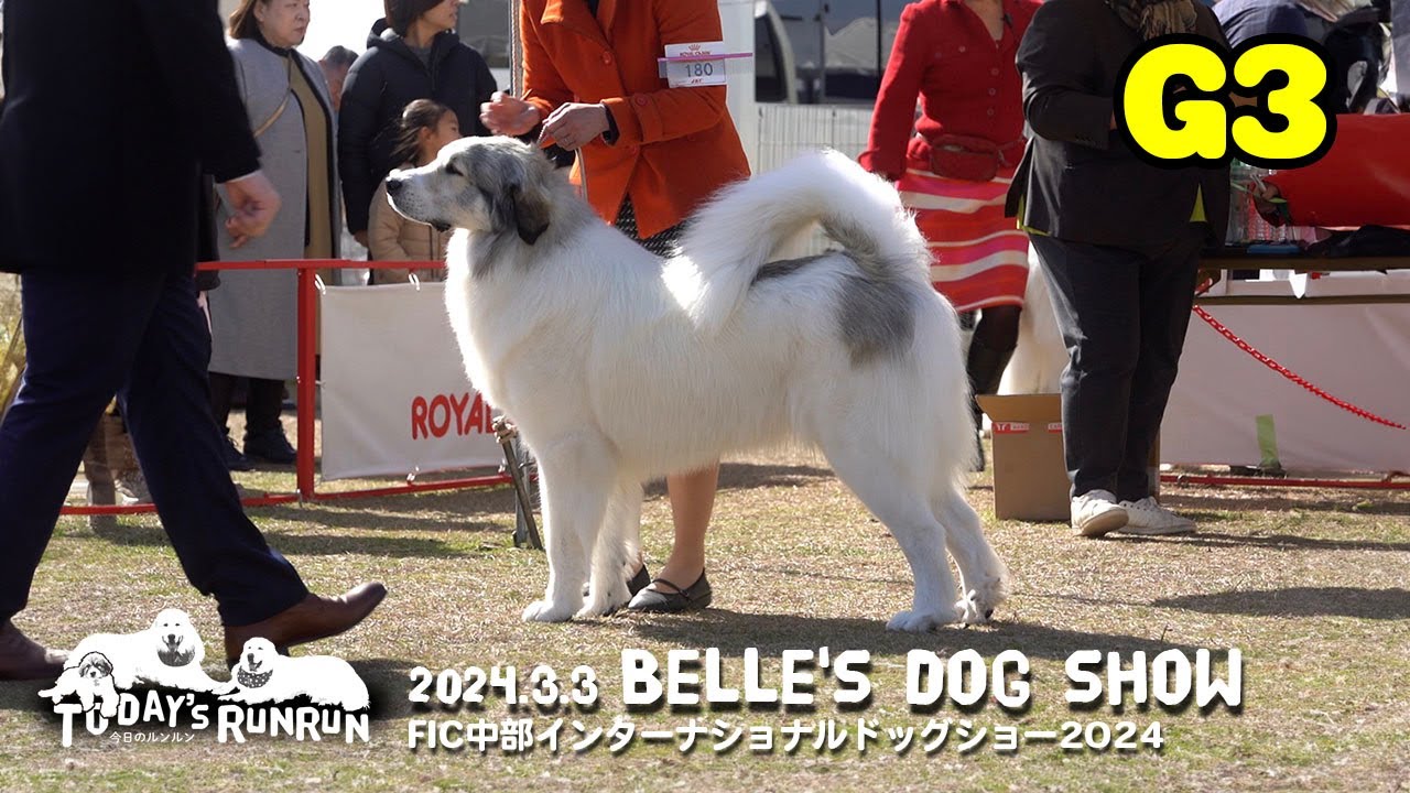 ベルのドッグショー FCI中部インターナショナルドッグショー 2024
