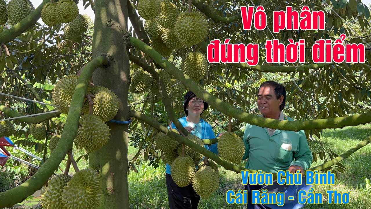 TIẾT LỘ CÁCH NUÔI TRÁI ĐẠT NĂNG SUẤT CAO CỦA CHÚ BÌNH
