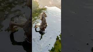 Poverty is a very bad thing. Look how the frogs have shrunk #shorts#viral#animals#frog#milk#vlog#cat Poverty is a very bad thing. Look how the frogs have shrunk #shorts#viral#animals#frog#milk#vlog#cat