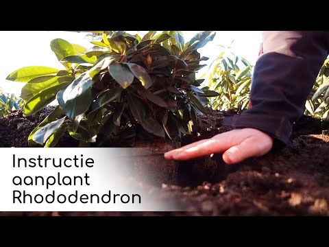 Video: Hoe plant je Leyland cipressenhagen?