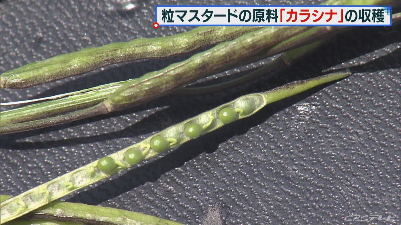 和からし の原料カラシナの種を収穫 三重県伊勢市 Youtube