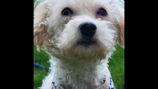 Meet our Foster Dog, 'Bali' a twoyearold loving Maltese, Poodle, and Yorkshire Terrier mix.