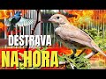 PIADO DE FÊMEA DE TIZIU FIT SEU TIZIU VAI CANTAR NA HORA TIZIU CANTANDO PIADO DE FÊMEA DE TIZIU FIT