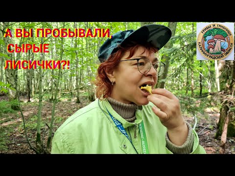 Грибы лисички. Полезные свойства. Массовый сбор. Грибная банда