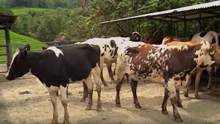 Esta es la importancia de los chequeos genitales en vacas lecheras - La Finca de Hoy