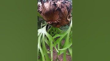 Vườn nhiệt đới - ổ rồng mini rất mượt