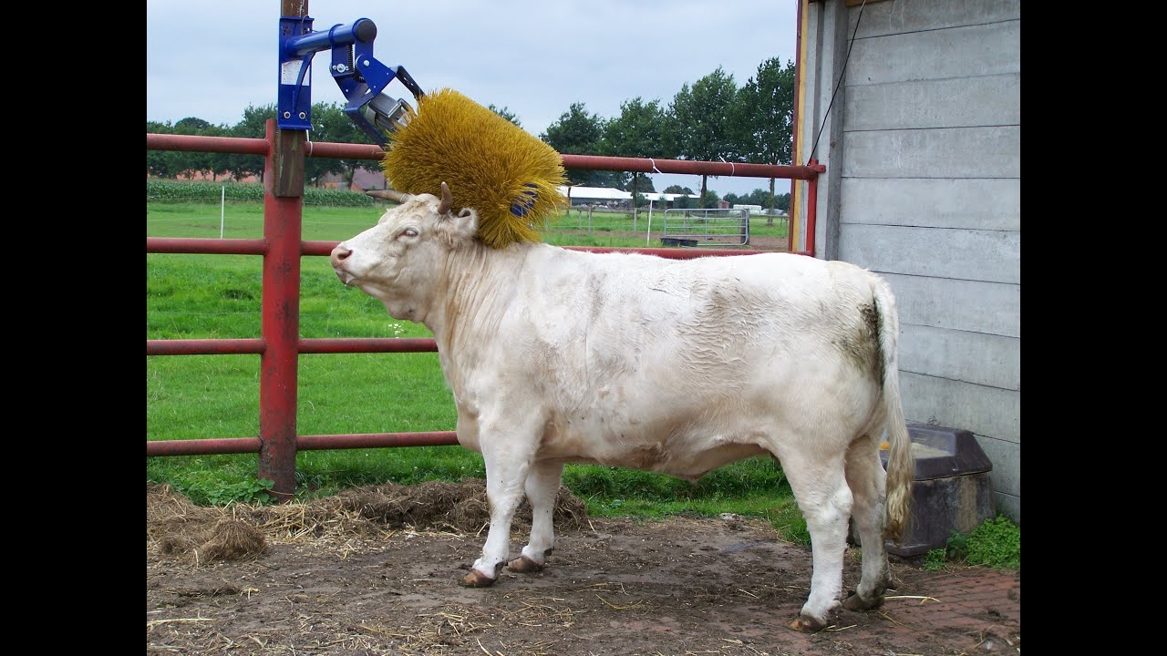 Tierheim TV Hannover in der Pflegestelle Rehden | Schutzengel für Tiere e.V.