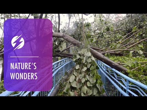 Aftermath Of Typhoon Mangkhut - Aftermath Of Typhoon Mangkhut