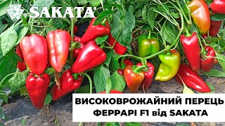 СУПЕР врожайний перець. ФЕРРАРІ F1 від SAKATA. ЯСКРАВІ плоди. ХІТ 2022-2023 років