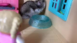 Pee Pees Life The Funny Hamster