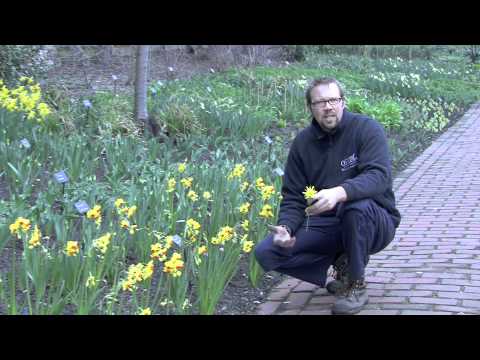 Daffodils & de Jager Bulbs - Mar 2011