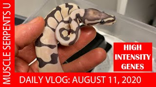 WHAT MAKES SCALELESS BALL PYTHONS UNIQUE! Aug 11, 2020