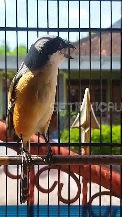 Pancingan cendet pilis gacor