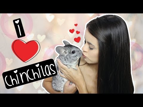 Vídeo: É melhor obter uma chinchila masculina ou feminina?